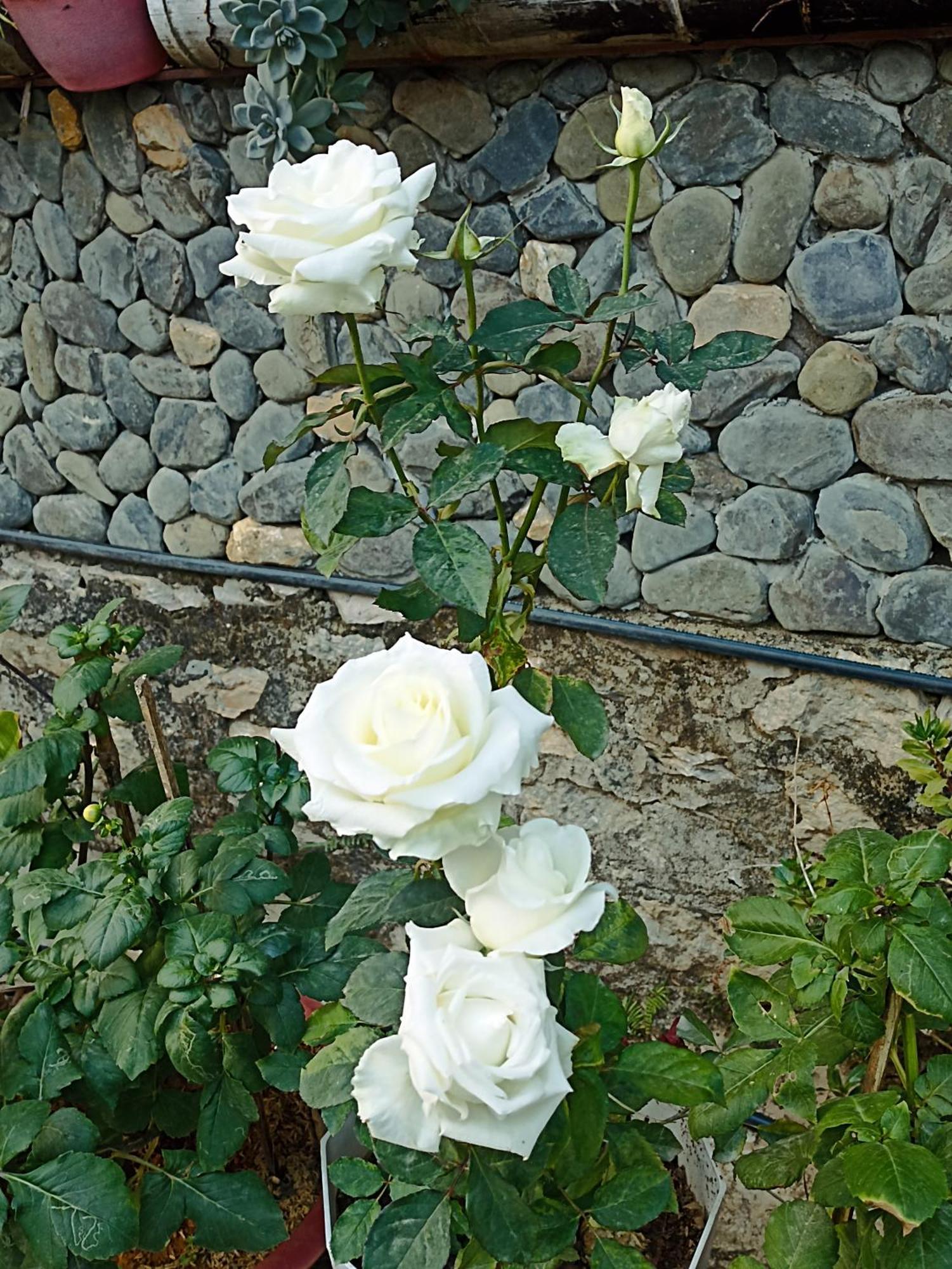 Thao Ly Homestay Mai Chau Hòa Bình Екстериор снимка