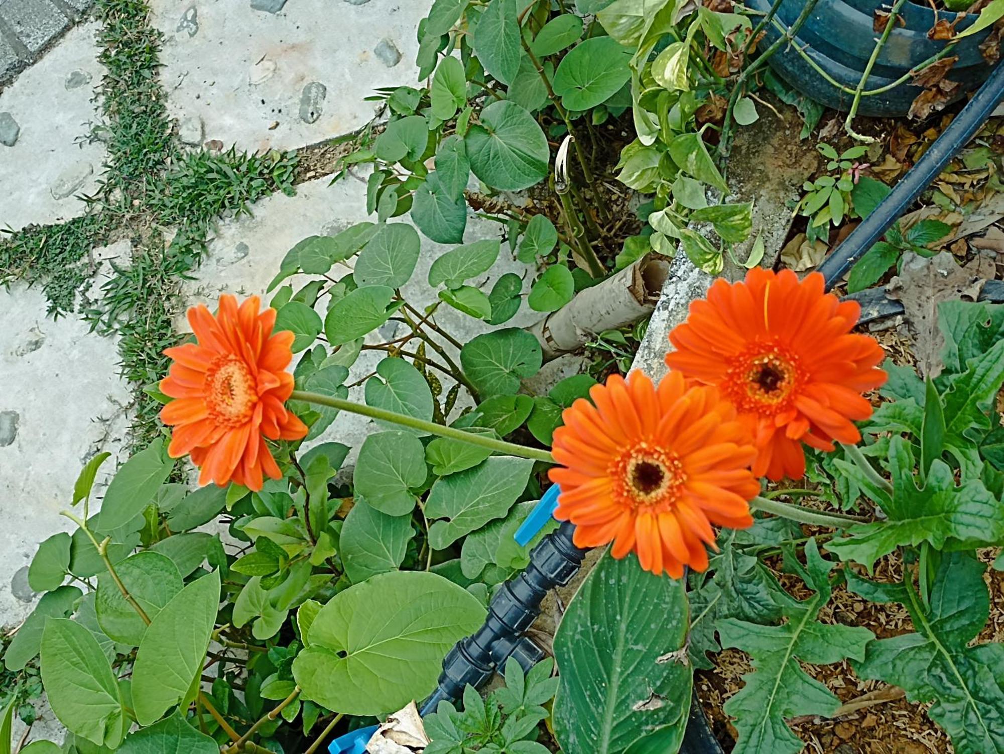 Thao Ly Homestay Mai Chau Hòa Bình Екстериор снимка